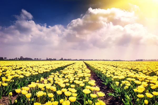 Campo de primavera com tulipas amarelas florescentes — Fotografia de Stock