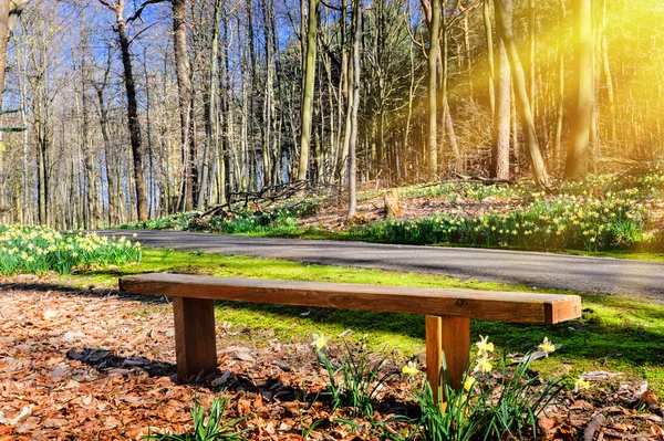 Banco de madera en soleado parque de primavera —  Fotos de Stock