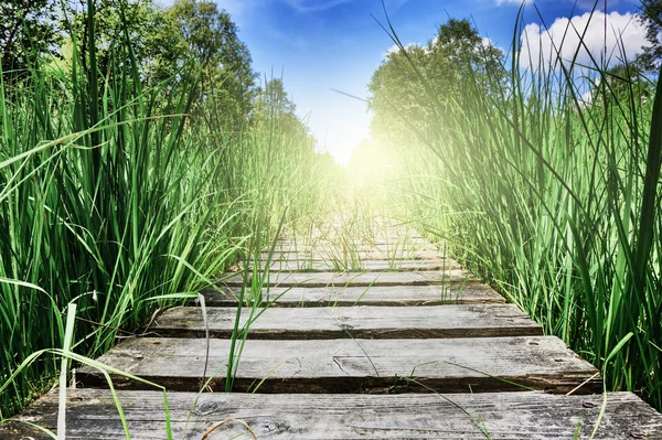 Wooden plank walkway surrounded by green grass — Stock Photo, Image