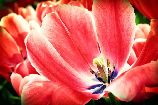 Macro shot of blooming red tulip — Stock Photo, Image