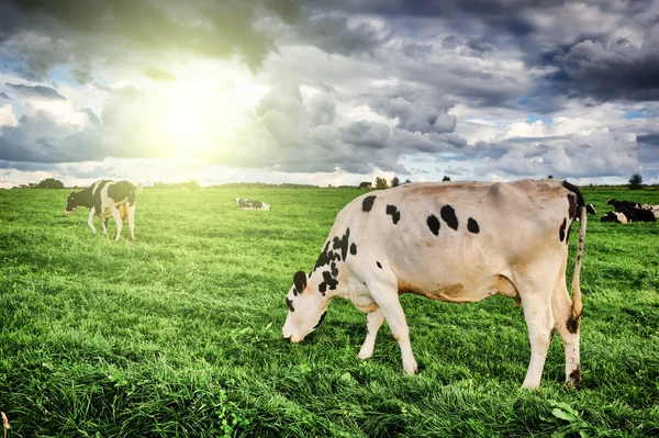 Rebaño de vacas pastando en el campo de verano — Foto de Stock