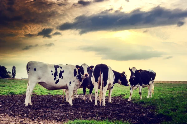 Herd of cows at sunset — Stock Photo, Image