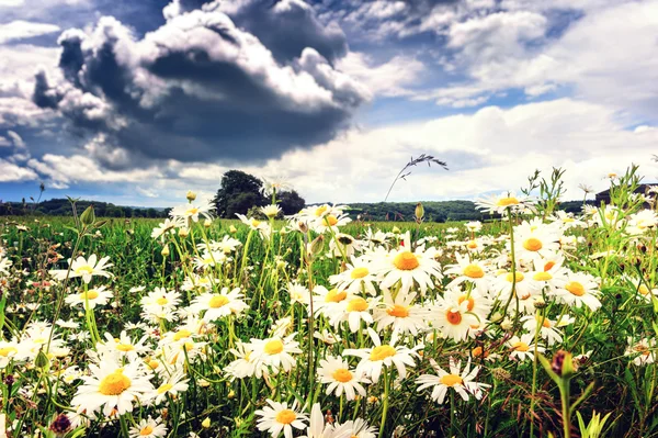 Літнє поле, покрите ромашками — стокове фото