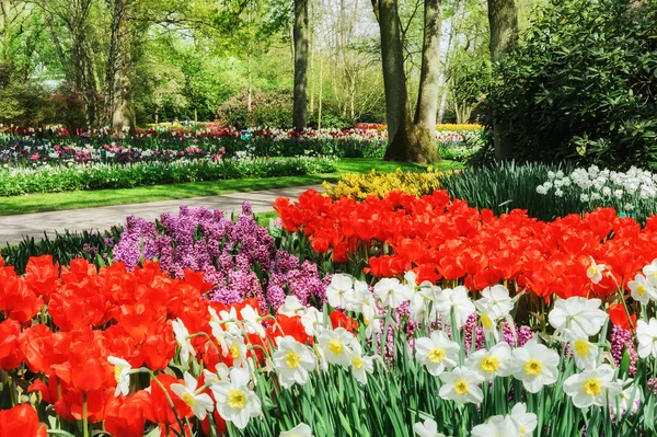 Paisagem de primavera com flores coloridas — Fotografia de Stock