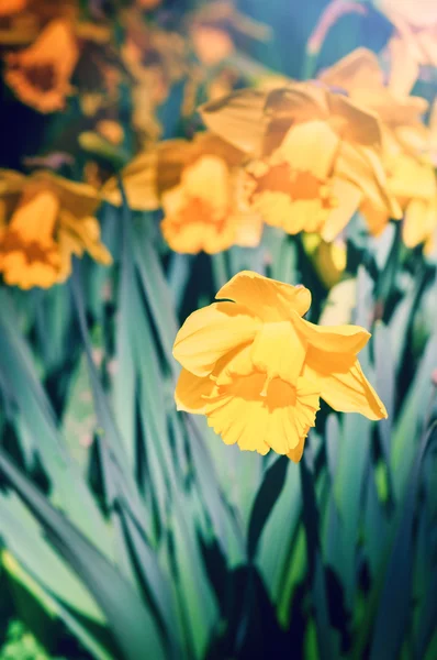 Wiosną żółte żonkile — Zdjęcie stockowe