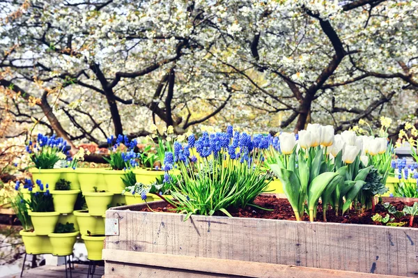 Blooming spring flowers — Stock Photo, Image