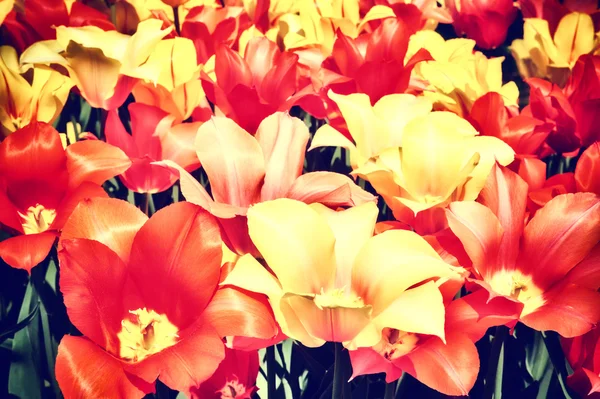 Close-up van multicolor tulpen — Stockfoto