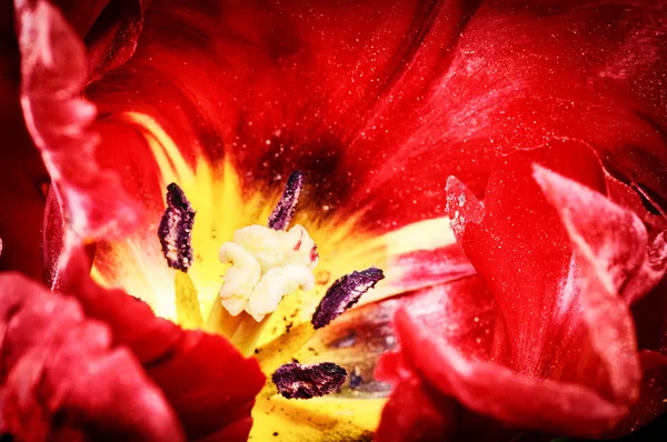 Kwitnący czerwony tulipan — Zdjęcie stockowe