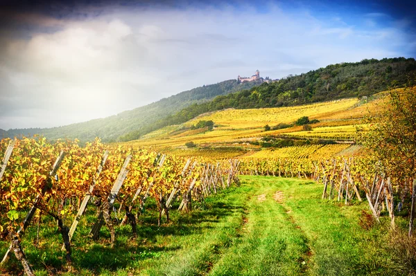 Landschaft mit herbstlichen Weinbergen — Stockfoto