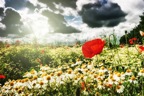 Coquelicots rouges et marguerites sur le champ d'été — Photo