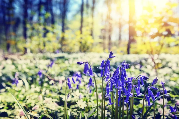 Sinos azuis na floresta de primavera — Fotografia de Stock