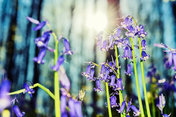 Vackra blåklockor i vår skog — Stockfoto