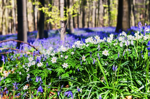 Forest covered with bluebells and anemones — Stock Photo, Image