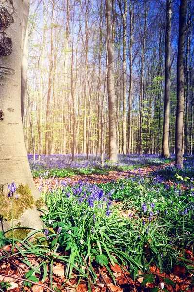 Beaux bluebells dans la forêt printanière — Photo