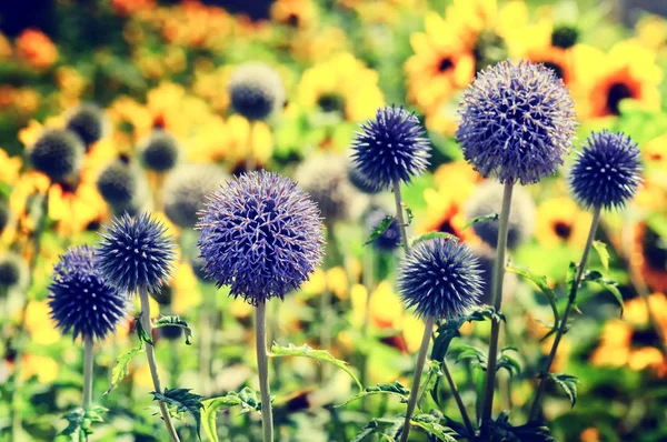 Campo de verão com echinops — Fotografia de Stock