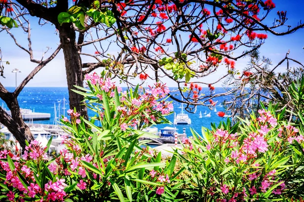 Puerto funchal a través de las flores florecientes. Madeira — Foto de Stock