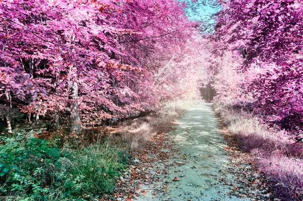 Paisagem de floresta infravermelha roxa — Fotografia de Stock