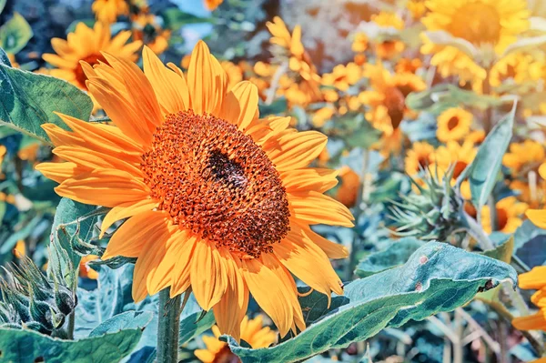 Câmp de vară cu floarea soarelui — Fotografie, imagine de stoc