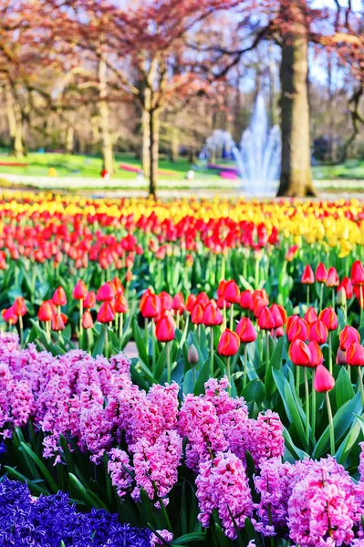 Spring landscape with hyacinths and tulips — Stock Photo, Image
