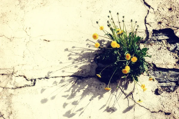 Vieux mur fissuré avec des pissenlits de printemps — Photo