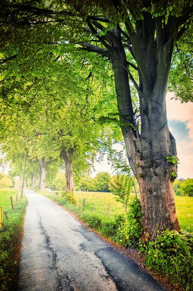 Zomer landschap met landweg — Stockfoto