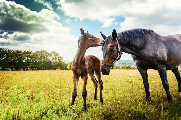 Paesaggio rurale con cavallo e puledro — Foto Stock