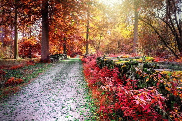 Paisagem de outono com caminho florestal — Fotografia de Stock