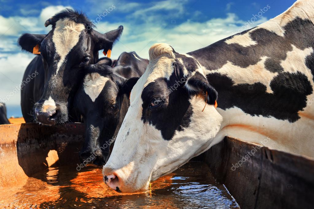 Manada de vacas que beben agua 2023