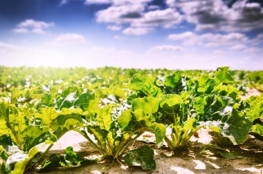 Agricultural field with sugar beet clipart