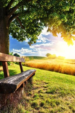 Beautiful summer landscape with wooden bench clipart