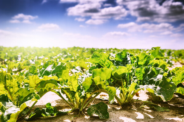Agricultural field with sugar beet