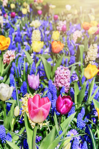 カラフルな春の花 — ストック写真