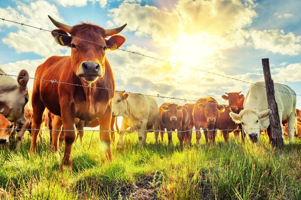 Mandria di giovani vitelli guardando fotocamera — Foto Stock