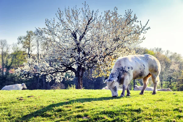 Herd of cows at green spring field — Stock Photo, Image