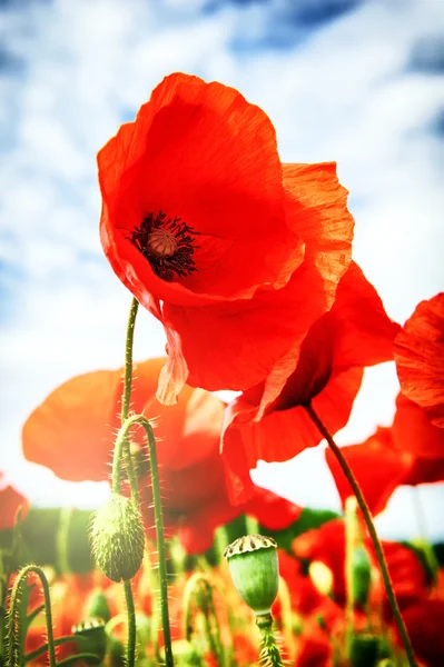 Gros plan de coquelicots rouges — Photo