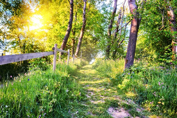 Paesaggio estivo con strada di campagna — Foto Stock