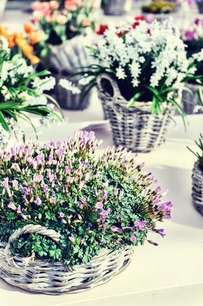 Close up of colorful spring flowers — Stock Photo, Image