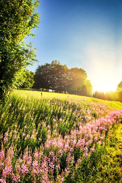 Krajobraz lato z kwitnących kwiatów fireweed — Zdjęcie stockowe