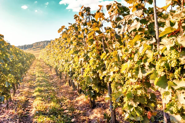 Herbstliche Weinberge an der Weinstraße — Stockfoto