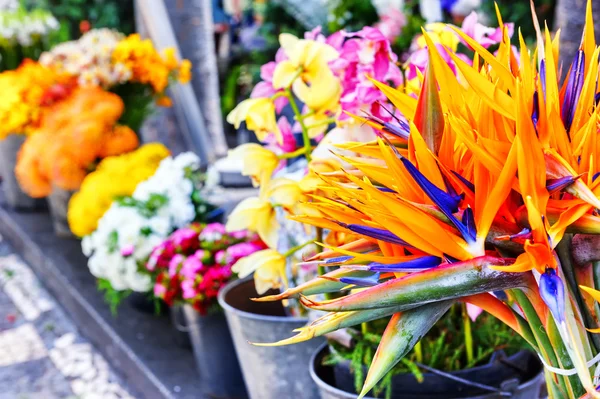 Strelitzia Reginae flores close-up — Fotografia de Stock