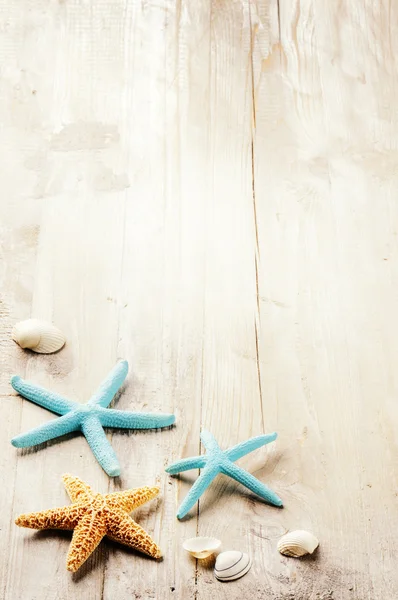 Ambiente de verão com conchas do mar — Fotografia de Stock