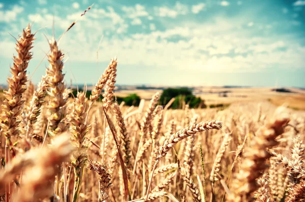 Golden wheat field at sunny day — Stock Photo, Image