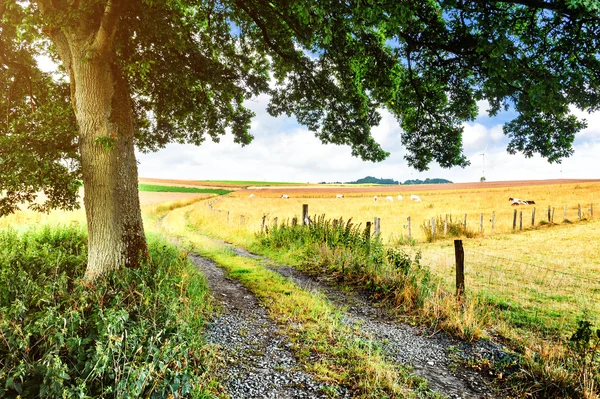 Paysage d'été avec route de campagne — Photo