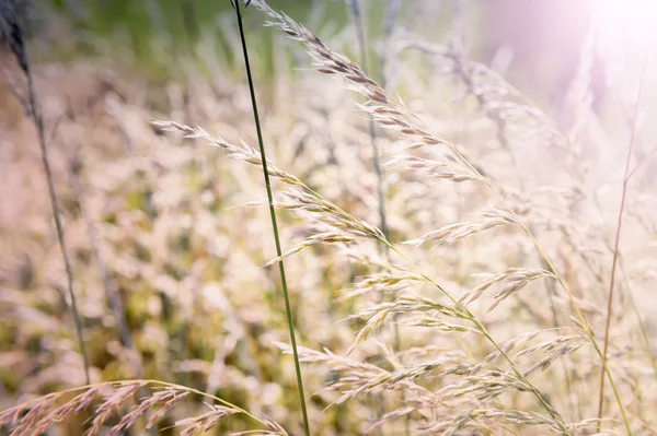 Hintergrund mit wildem Gras — Stockfoto