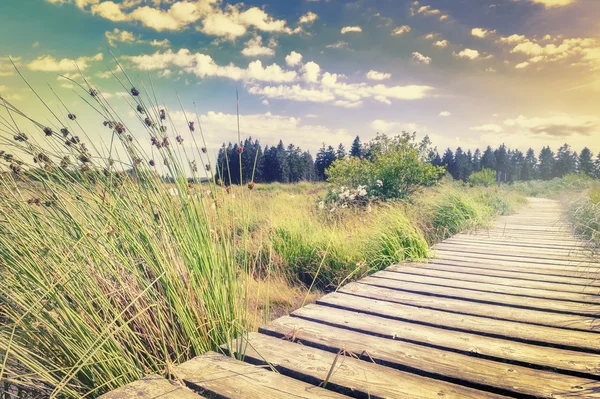 Landschap met houten plank bestuur wandelpad — Stockfoto