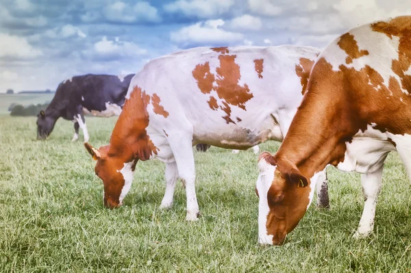 Stádo krav pasoucích se na poli — Stock fotografie
