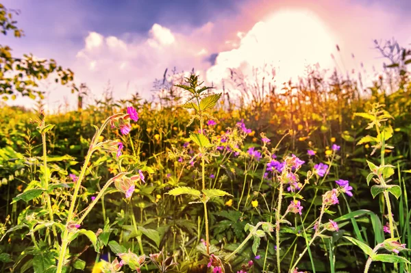Divoké letní květiny — Stock fotografie