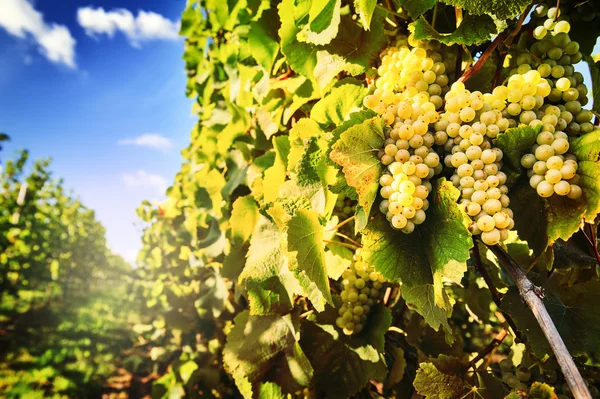 Bando de uvas frescas no ramo da vinha — Fotografia de Stock