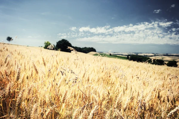 Campo de trigo dorado en el día de verano — Foto de Stock