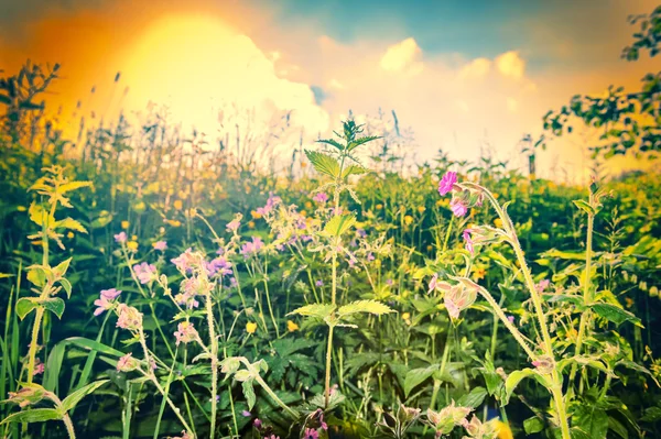 野生夏季花卉 — 图库照片